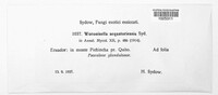 Image of Synchytrium aequatoriense